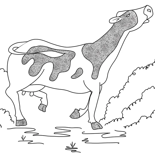 Ink line drawing of a patched cow standing in a shallow stream with its head raised, bellowing